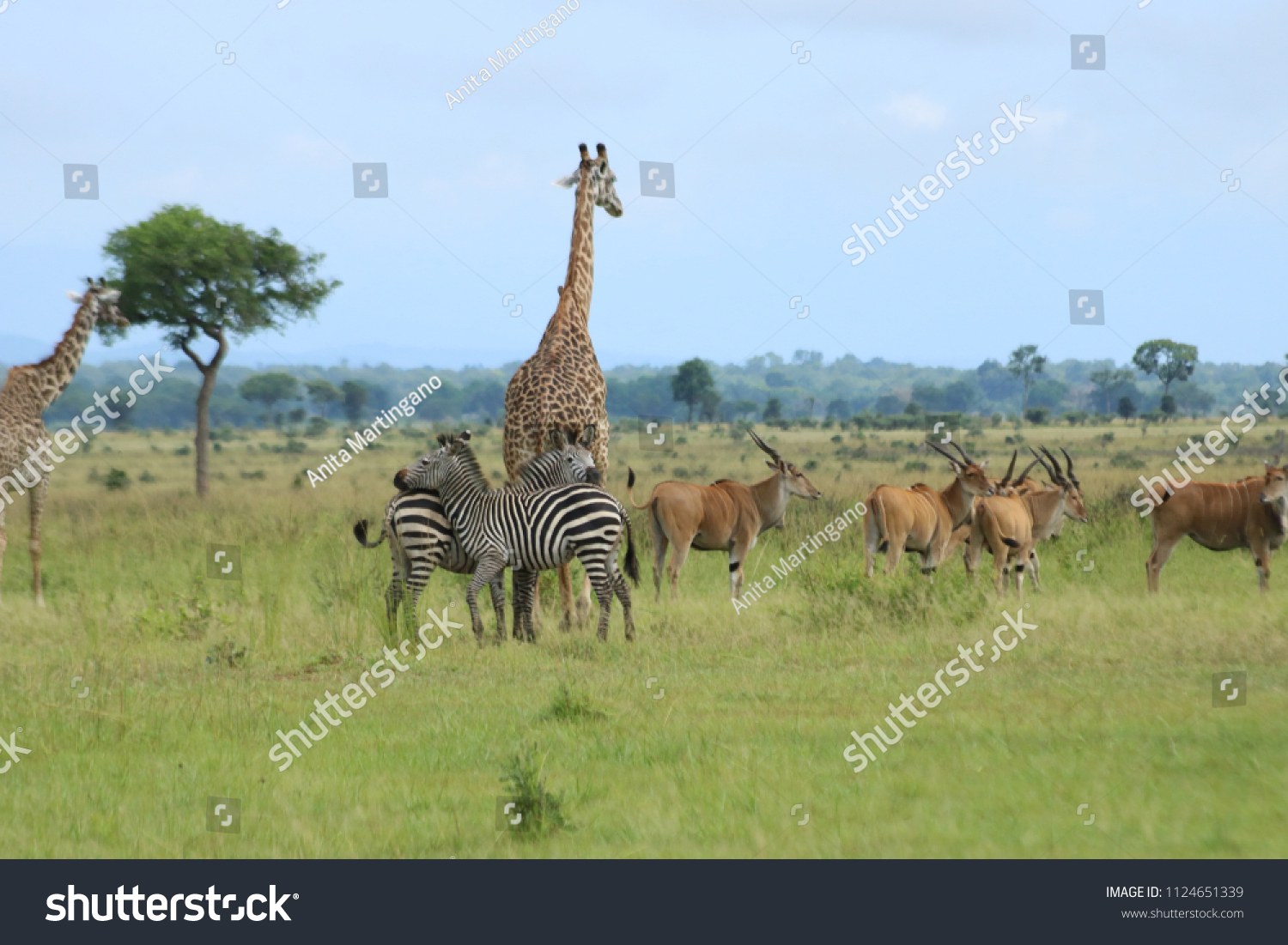 Zebras and giraffes walking in the savannah in Mukumi National Park during the rain season with some acacia trees around, Tanzania, Africa #1124651339