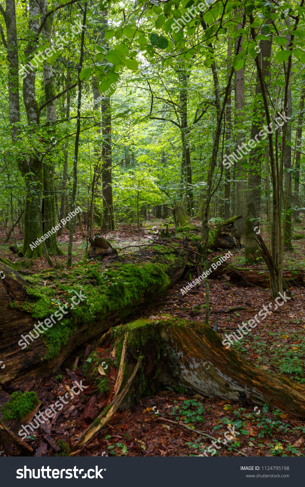 Fresh deciduous stand of Bialowieza Forest in summer with dead broken oak tree partly declined in foreground,Bialowieza Forest,Poland,Europe #1124795198