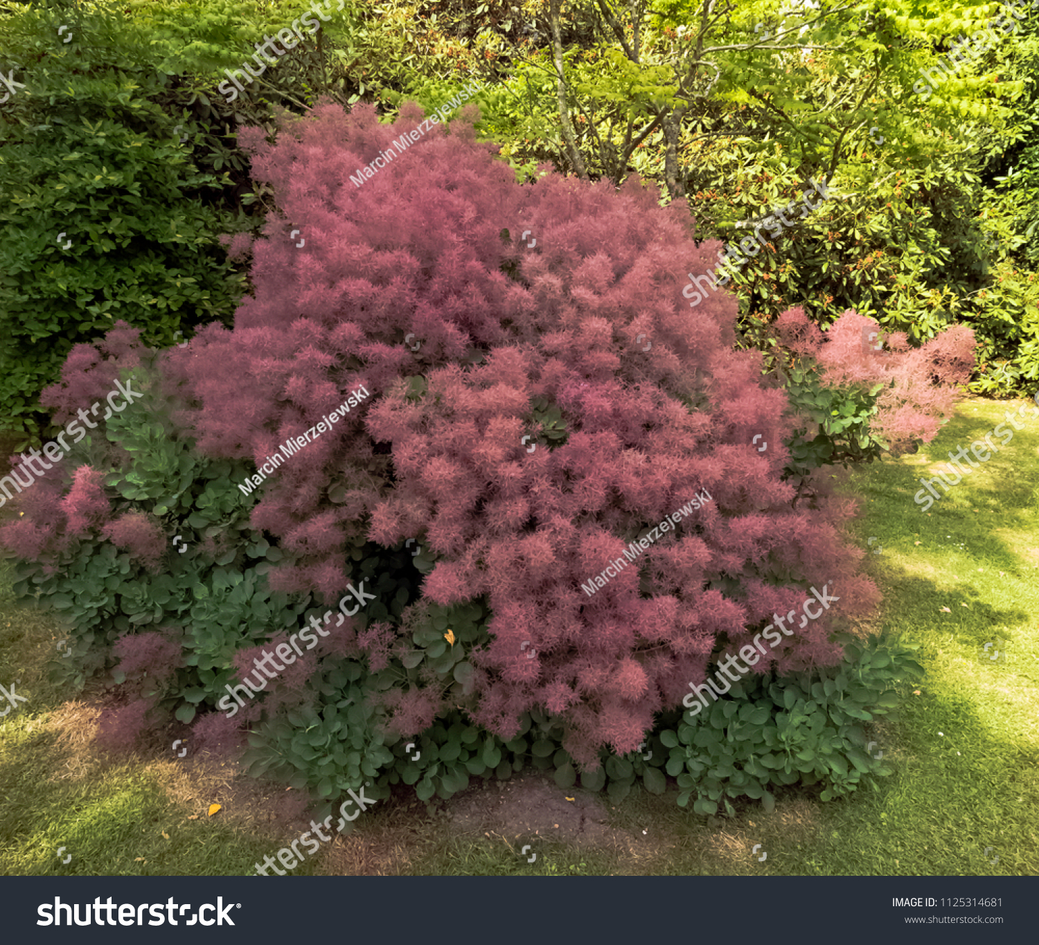 European smoketree (cotinus coggygria) known as rhus cotinus, Eurasian smoketree, smoke tree, smoke bush, or dyer's sumach is a species of flowering plant - Uckfield, United Kingdom #1125314681