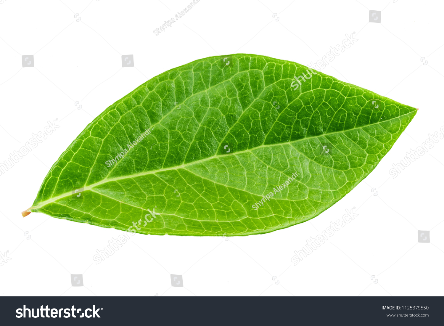 a blueberry leaf isolated on white background. clipping path
 #1125379550
