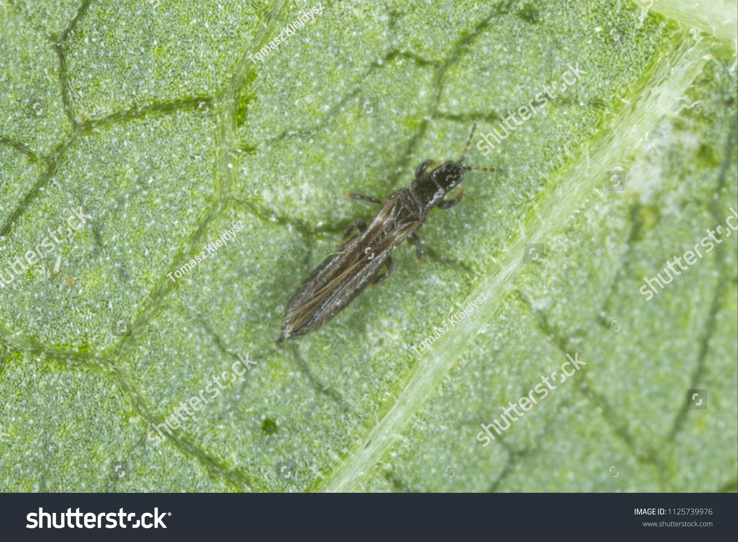 Thrips Thysanoptera on a leaf of bean. #1125739976