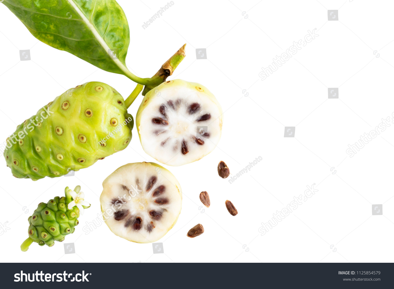 Noni fruit or Morinda Citrifolia and noni slice - Royalty Free Stock ...