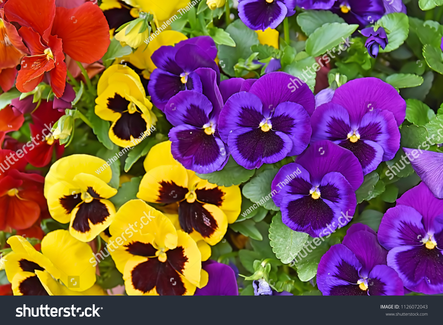 Closeup of colorful pansy flower, The garden pansy is a type of large-flowered hybrid plant cultivated as a garden flower. This image was blurred or selective focus. #1126072043