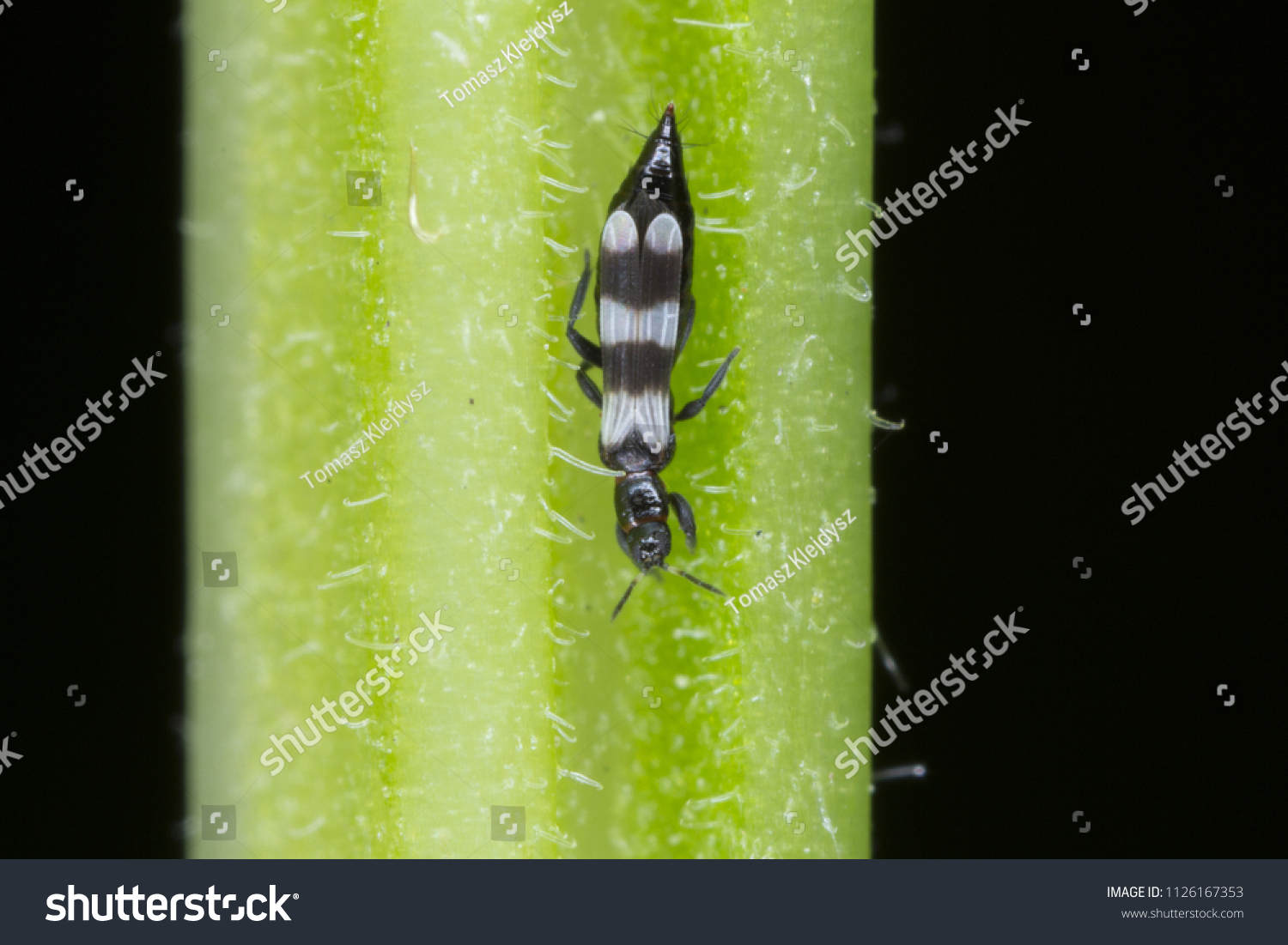 Thrips Thysanoptera (Aeolothrips: Aeolothripidae). Its predatory insect hunting for other, for example plant pests. #1126167353
