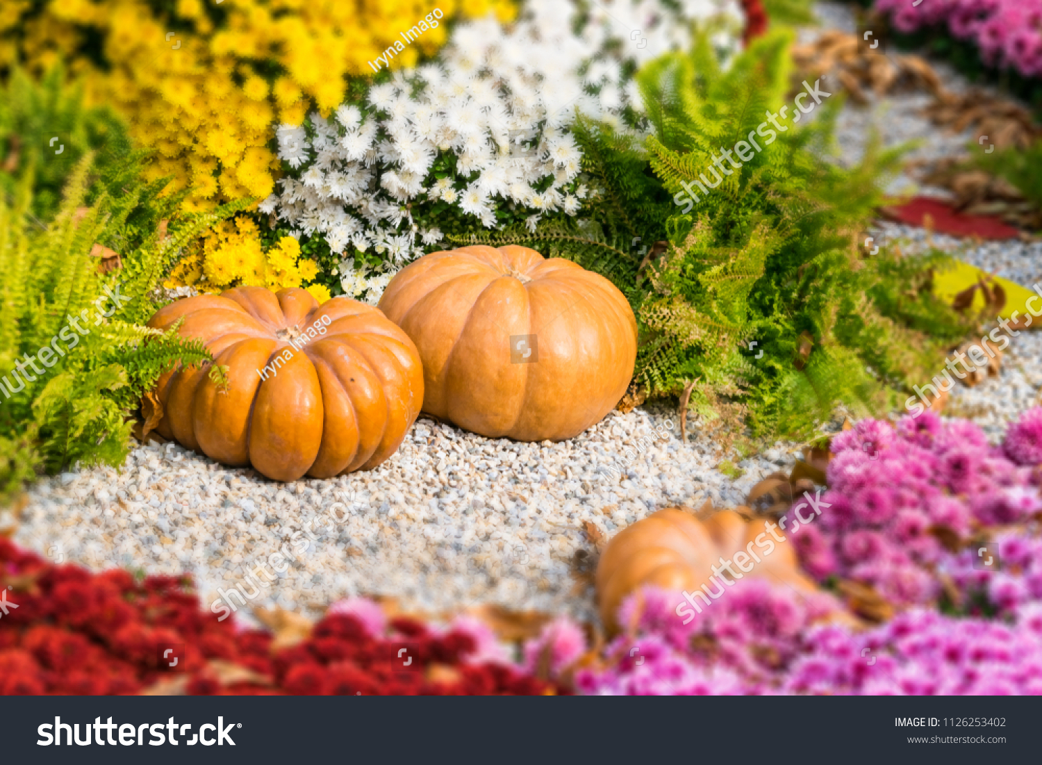 Fresh orange pumpkins and chrysanthemums in autumn garden. Fall garden, park with decorative pumpkin, plants, flowers and stones. Halloween, Thanksgiving, decoration for the holiday house and garden. #1126253402