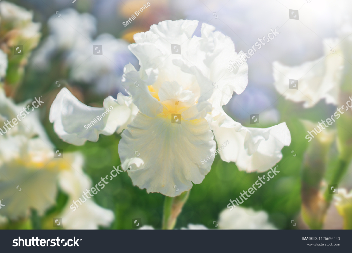 White flower Iris flowering against a background of flowers. Nature. #1126656440
