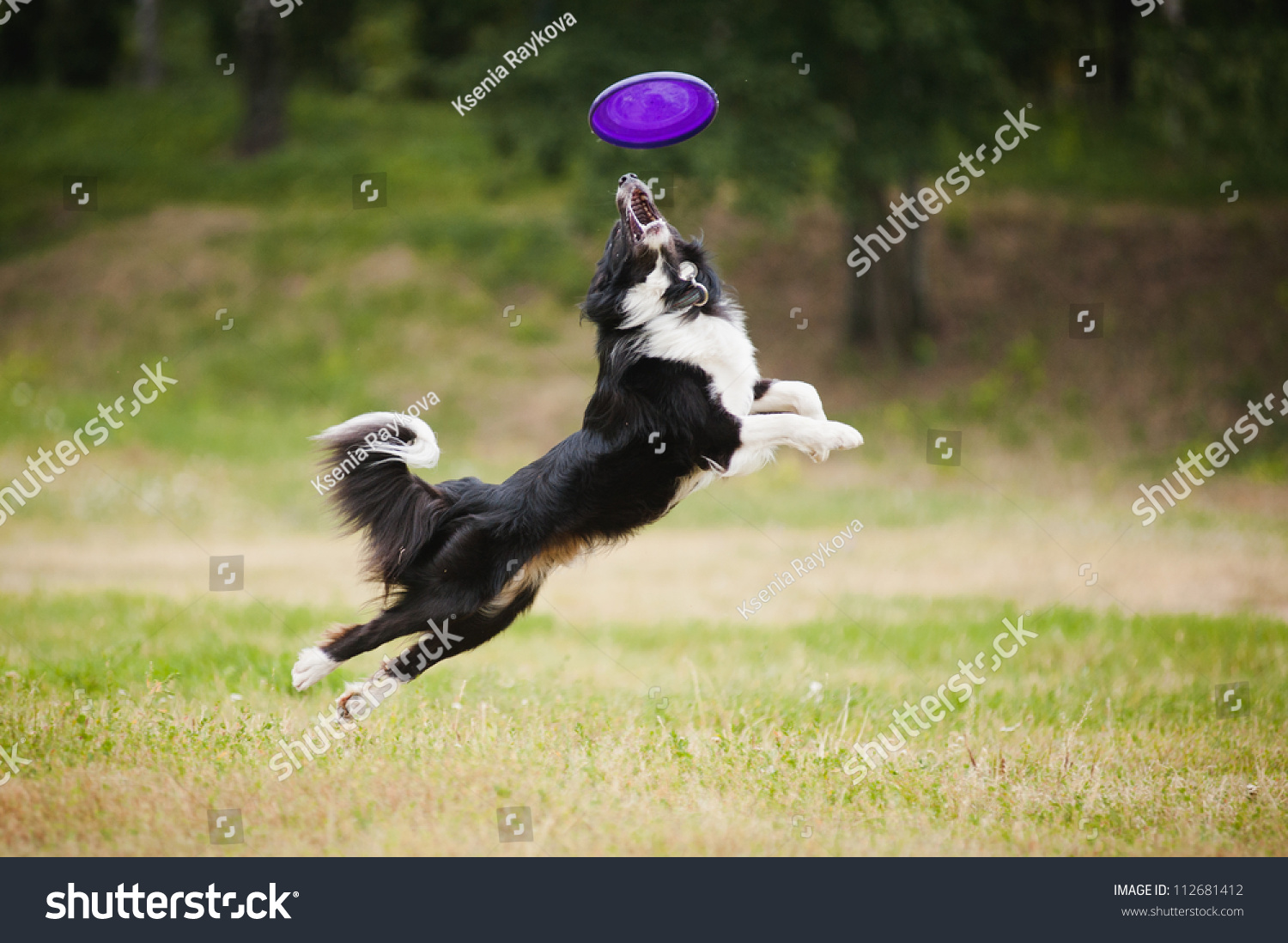 black and white dog catching disc in jump #112681412