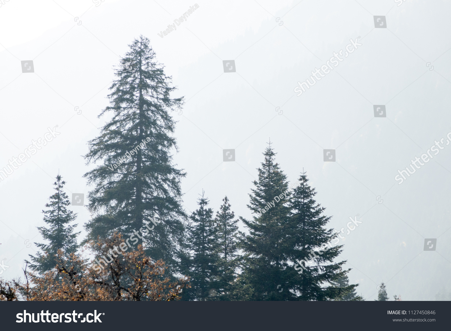 Beautiful tops of fir trees in the mountains. Autumn, leaves. Beautiful scenery #1127450846