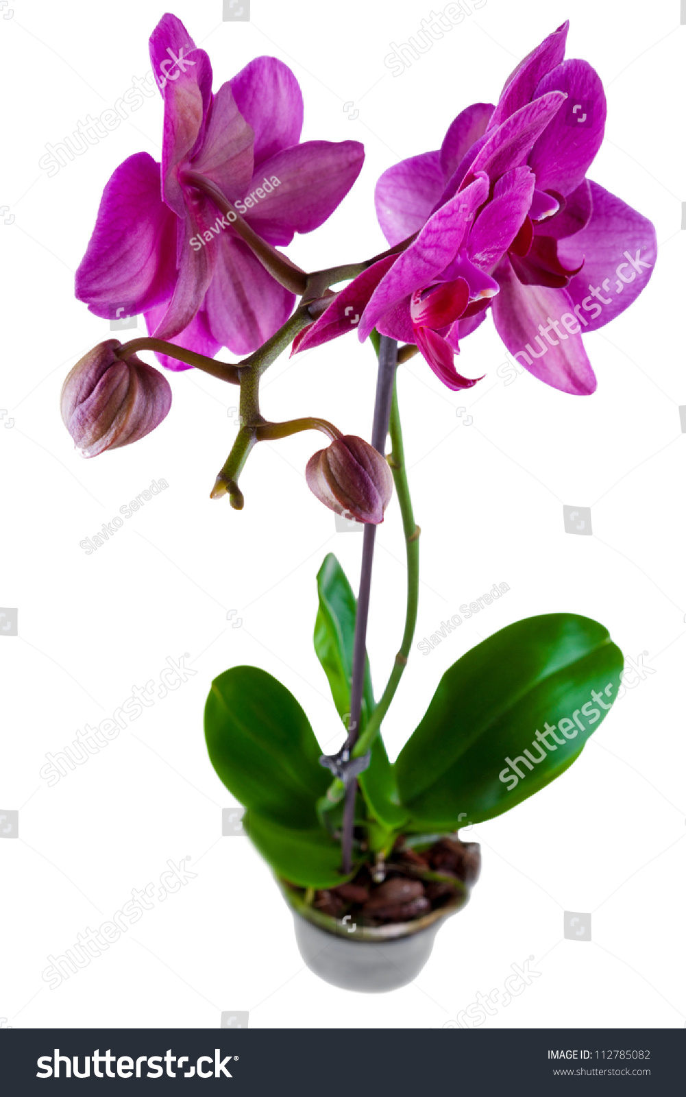violet orchid in a pot isolated on white background #112785082