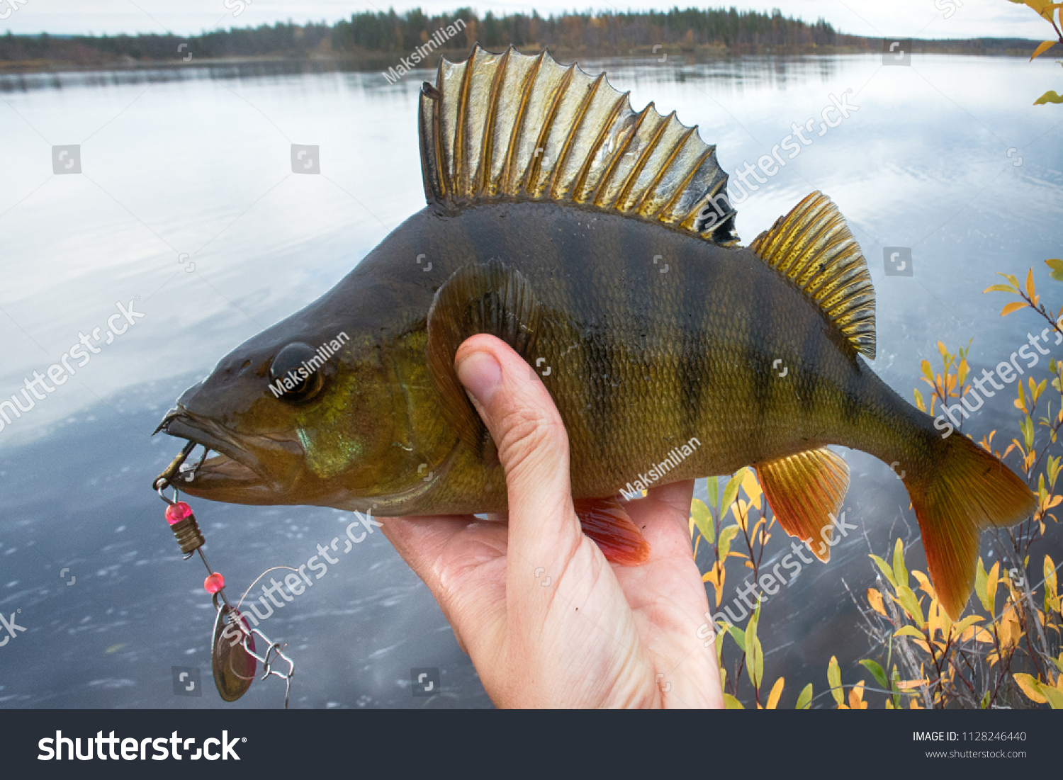 Good fishing on Northern rivers, caught perch. Big perch fish in hands, catch of fisherman, fishing fall, in autumn fishing. Bass on background of yellow trees and lake. Men's autumn leisure #1128246440