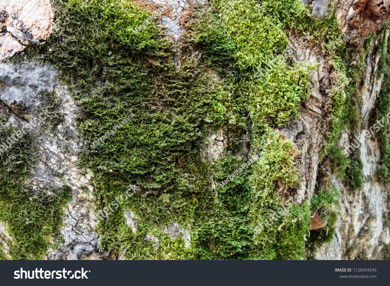 Texture of Moss. Fon Moss. Green moss on a tree, moss background #1128434345
