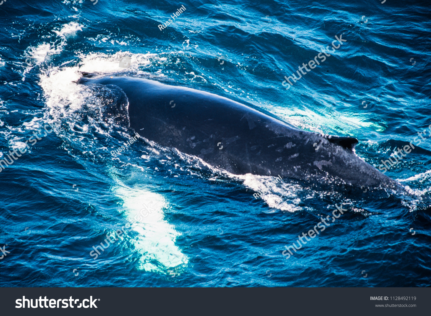 Aerial image of Humpback whale, Newfoundland, Canada #1128492119