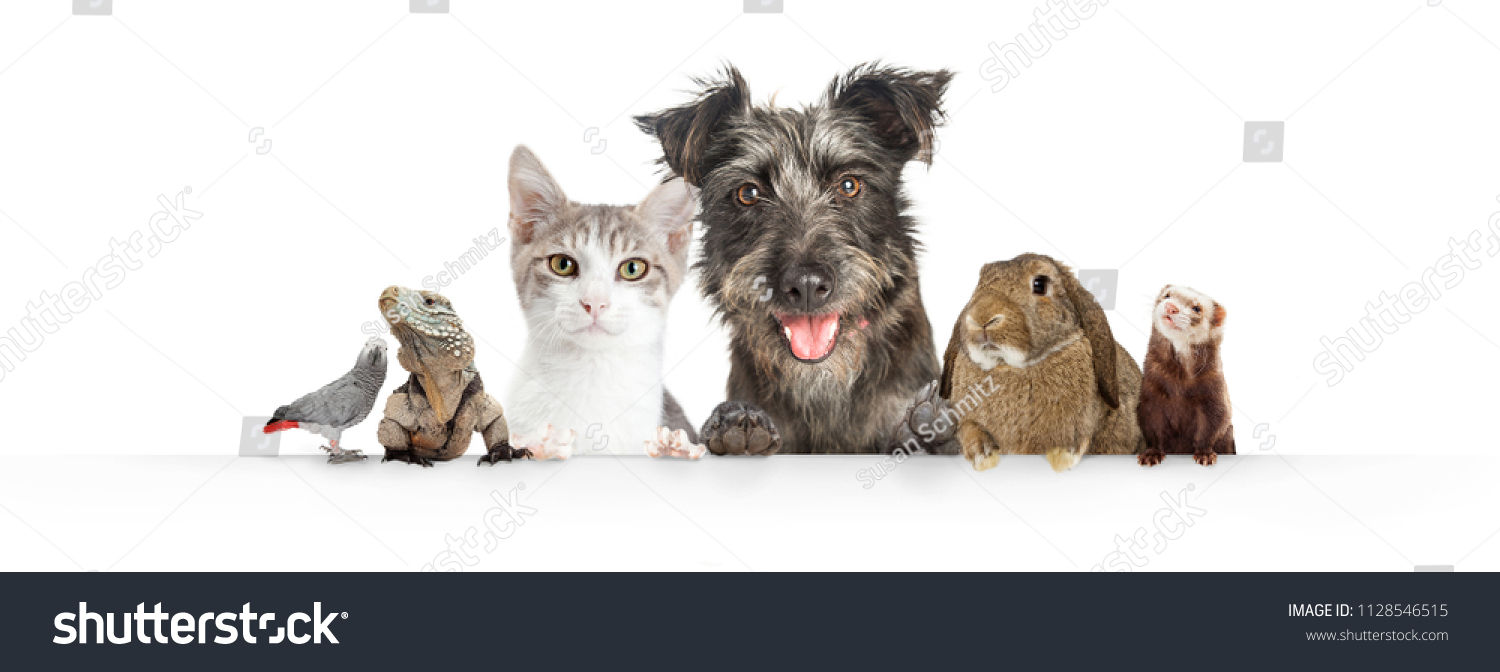 Common cute domestic animal pets hanging over a white horizontal website banner or social media cover #1128546515
