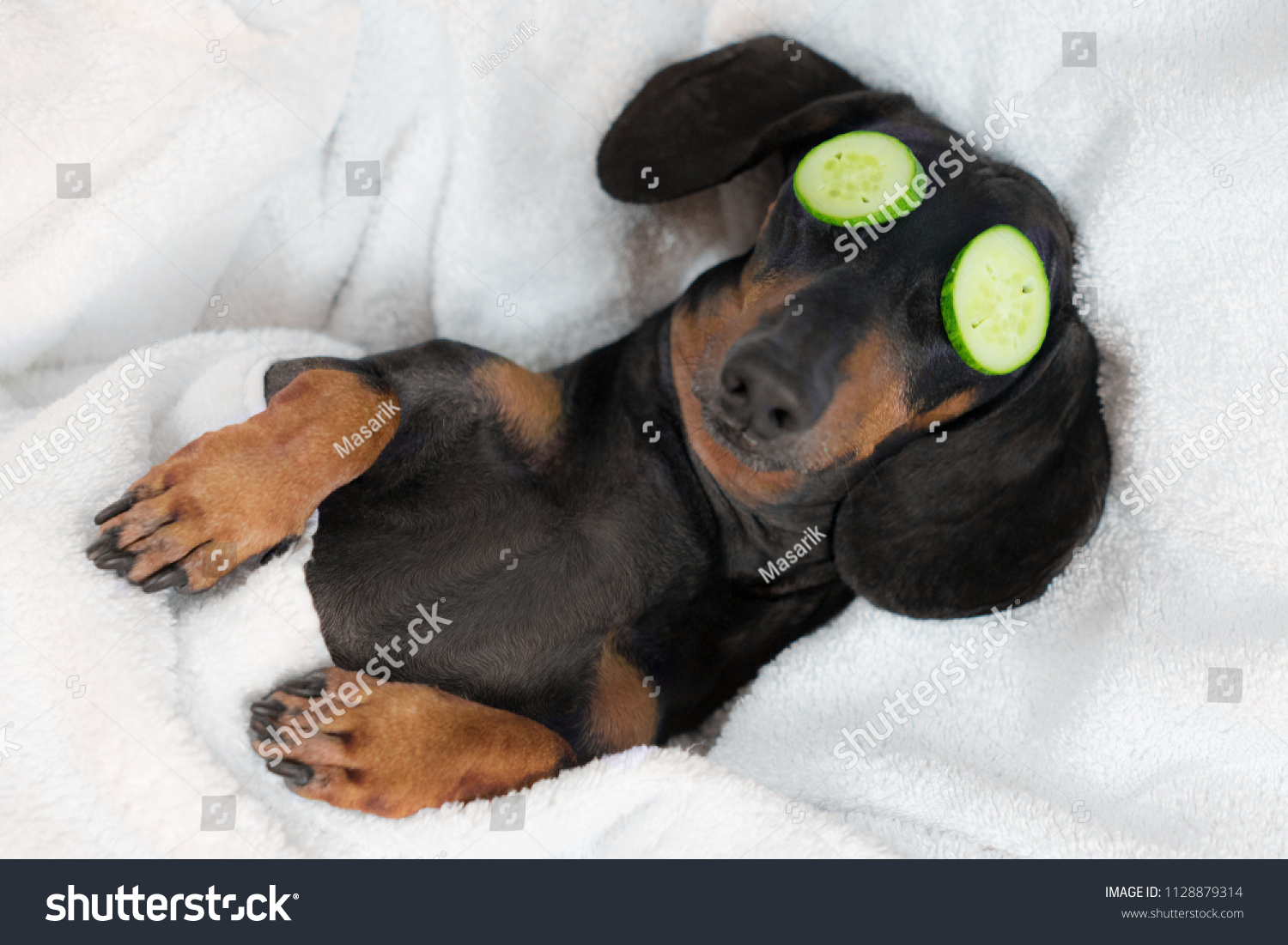 dog dachshund, black and tan, relaxed from spa procedures on face with cucumber, covered with a towel #1128879314