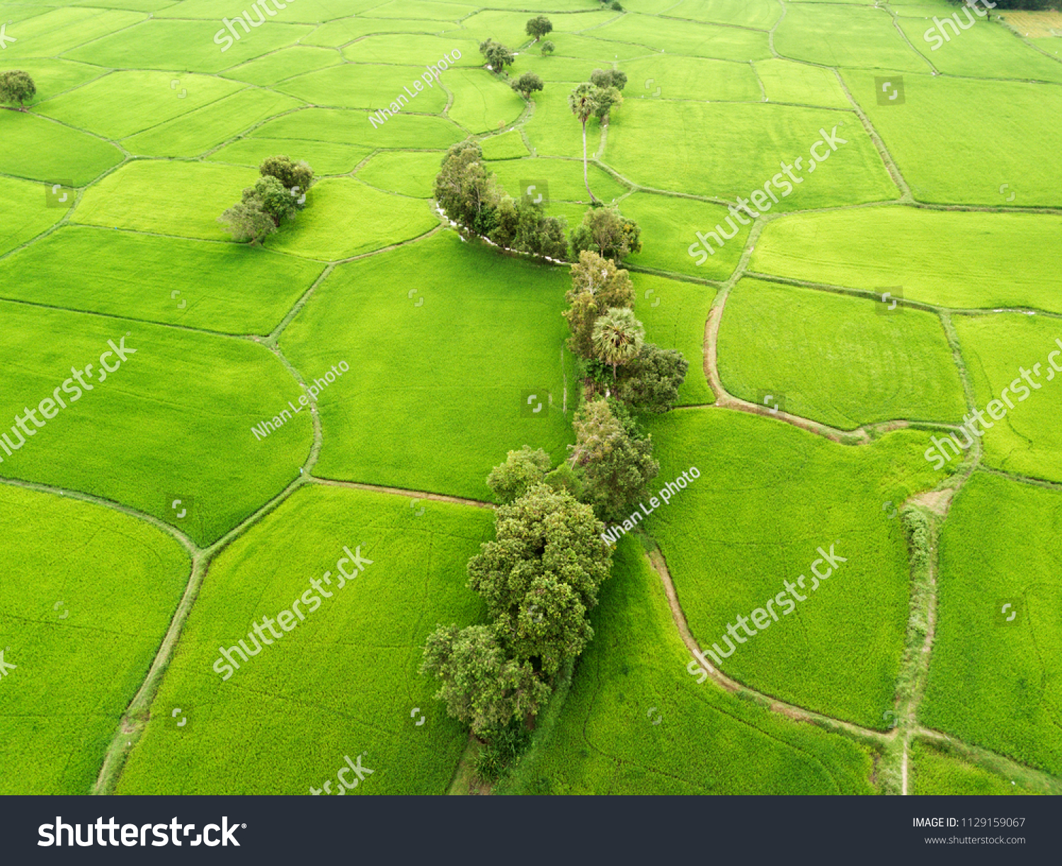 Green rice fields in the mekog delta #1129159067
