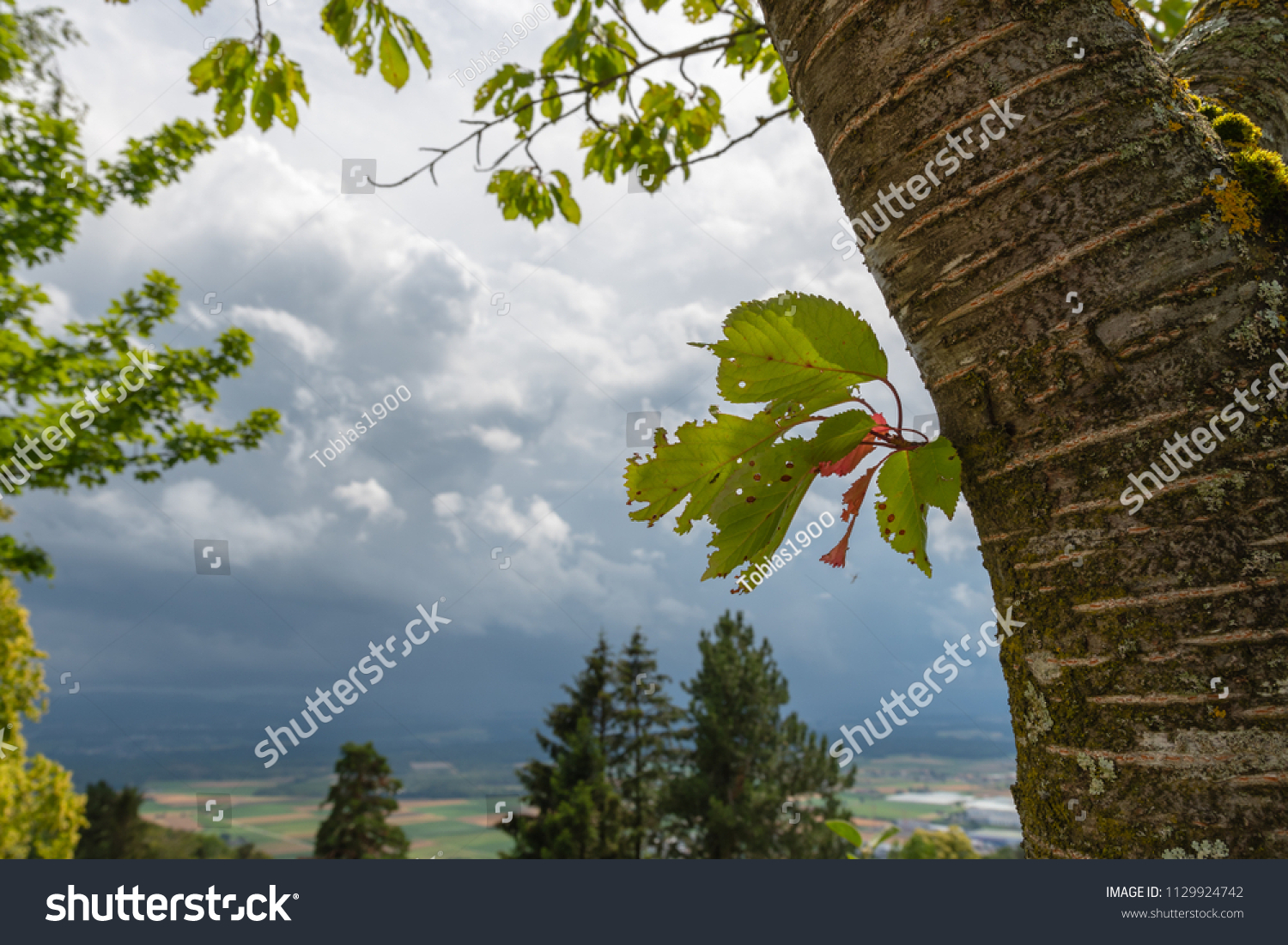 Tree trunk with green leaves and cloudy landscape in background #1129924742