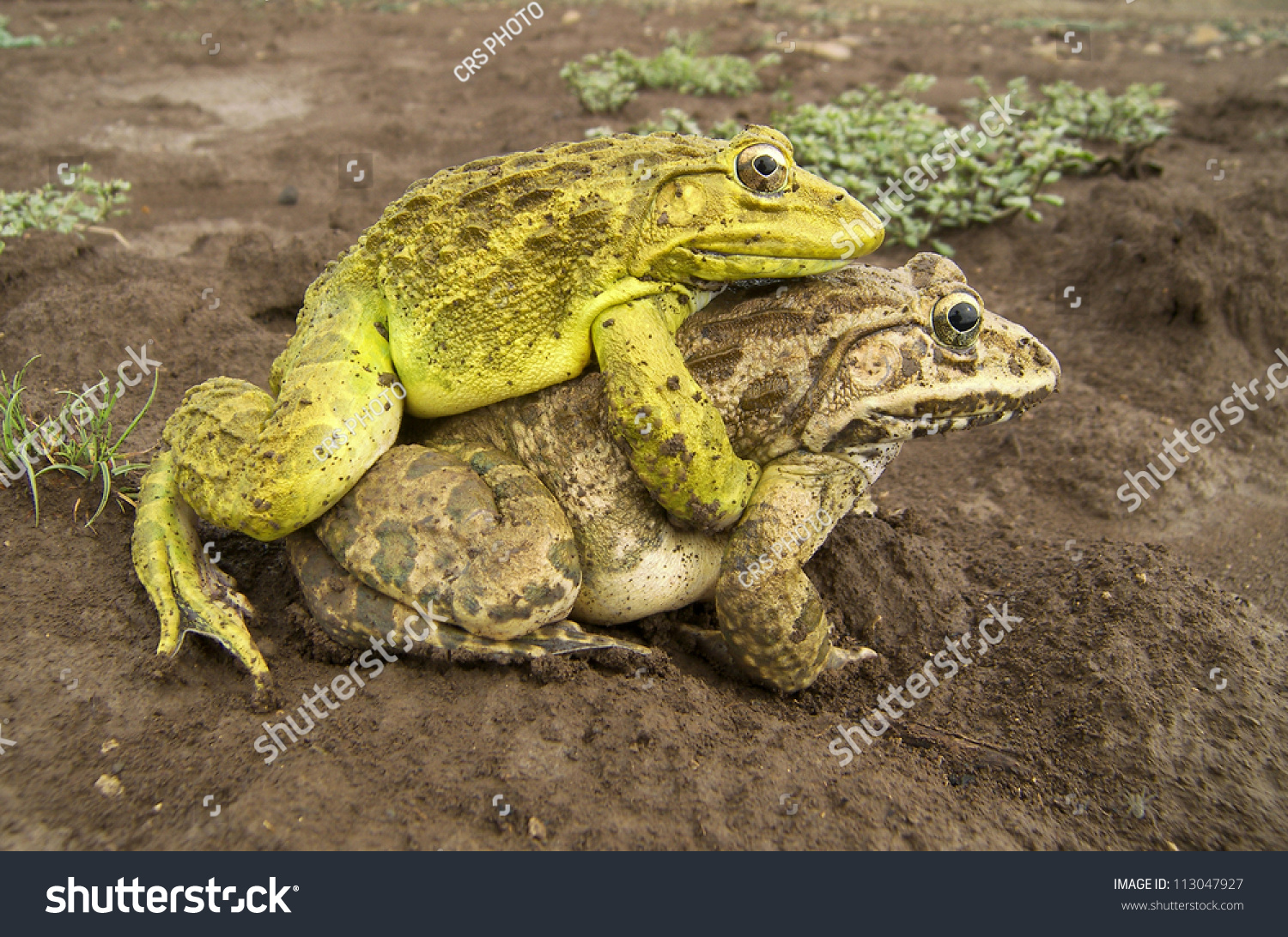 Free Frog Sex