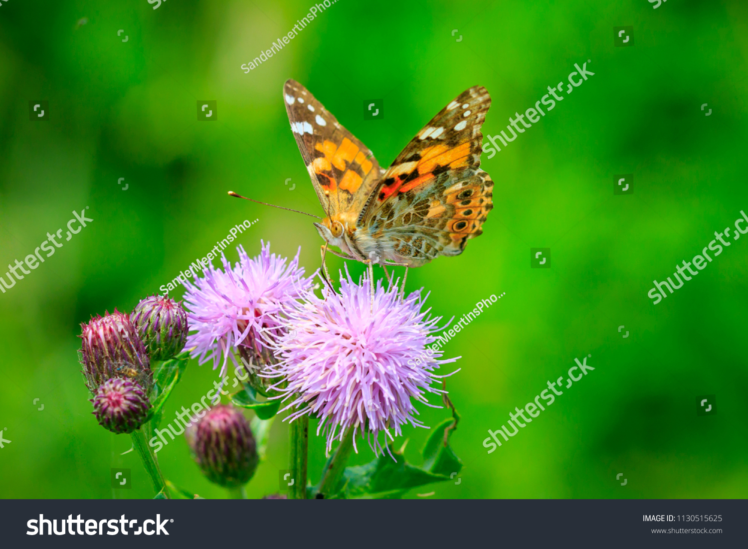 Painted Lady butterfly (vanessa cardu) feeding nectar from a purple thistle. #1130515625