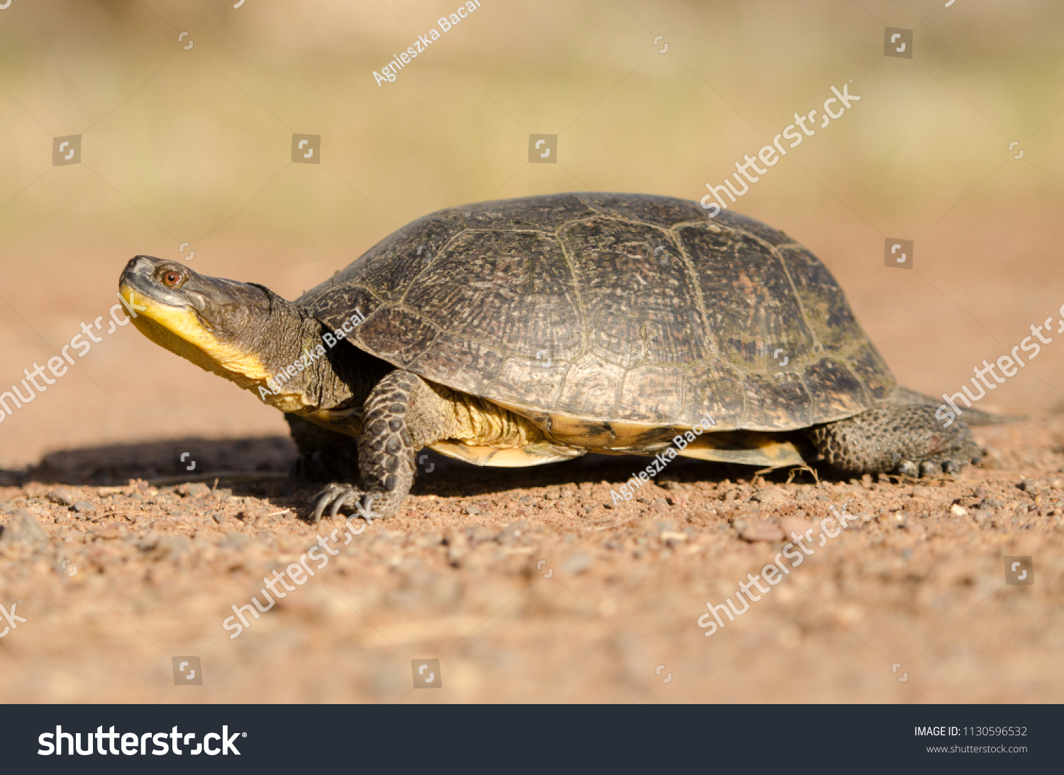 Blanding's turtle in Wisconsin Agnieszka Bacal. #1130596532