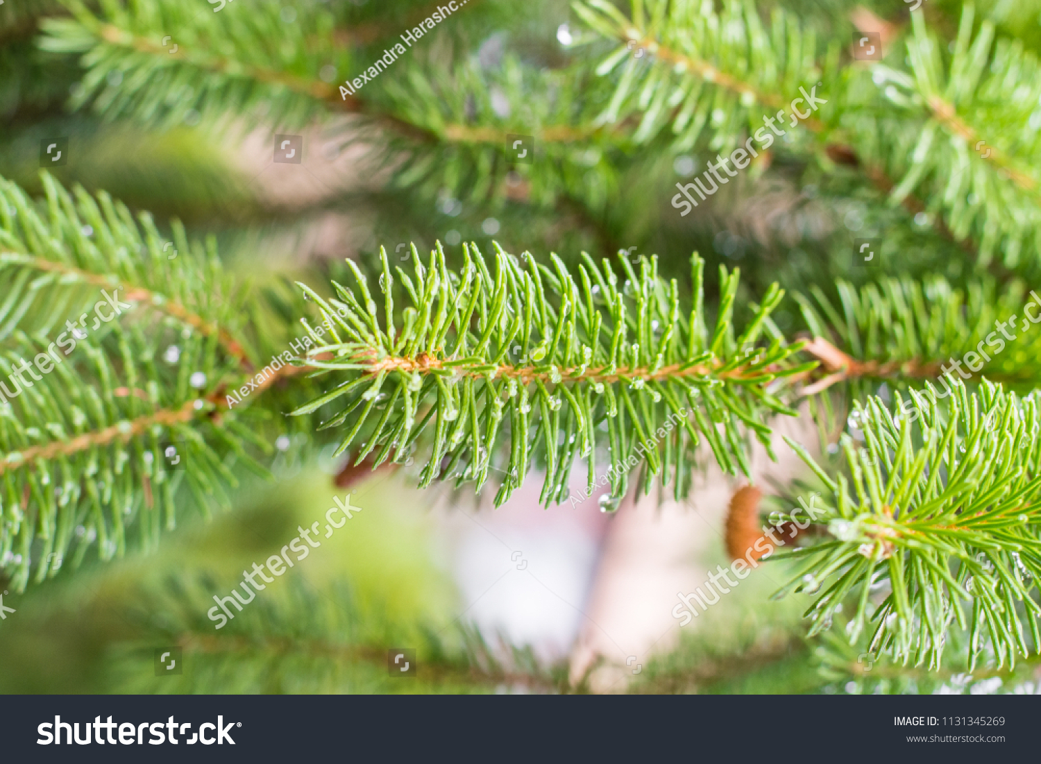 Pine branch on pine tree. Pine tree in pine forest. Wild nature. Greenery. Park. Outdoor photo. #1131345269