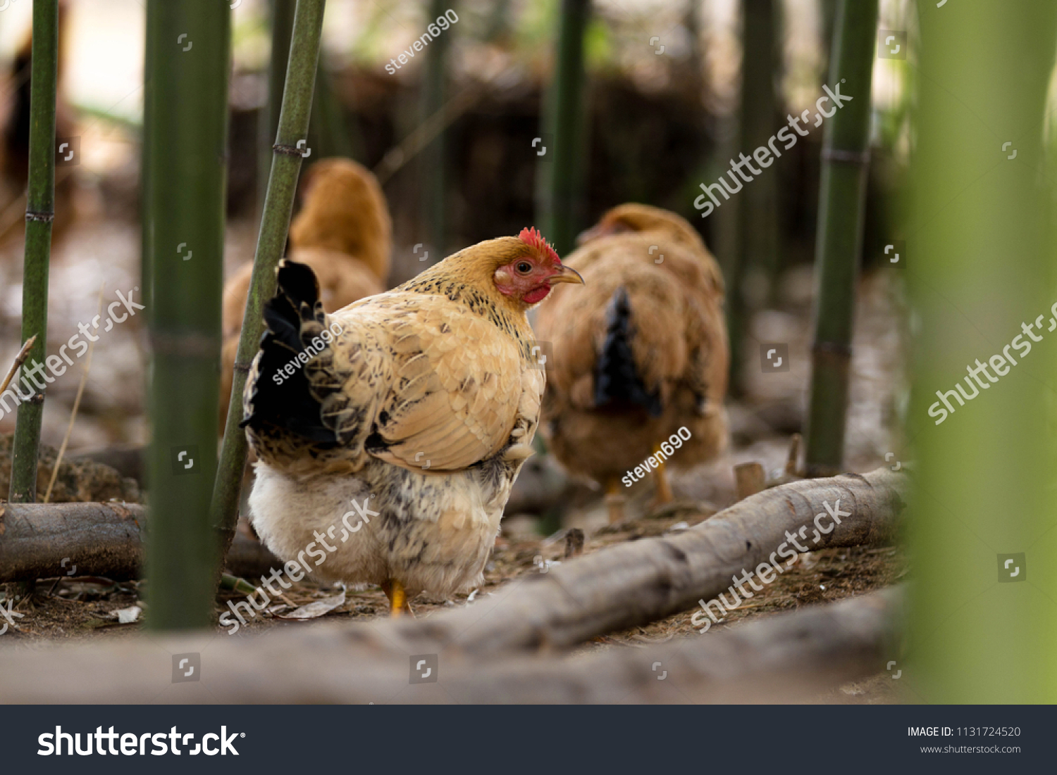 A group of hens that feeds in a bamboo forest #1131724520