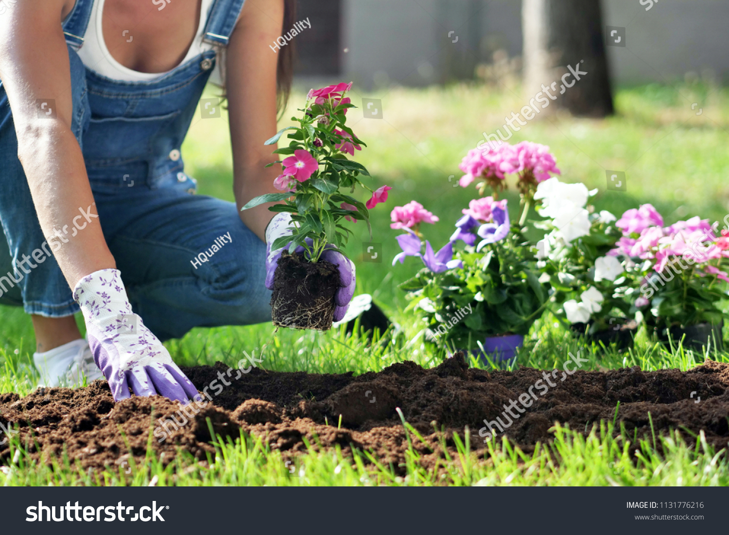 A beautiful woman in her garden, plant colorful flowers to give color. Concept of: gardening, spring, bio. #1131776216