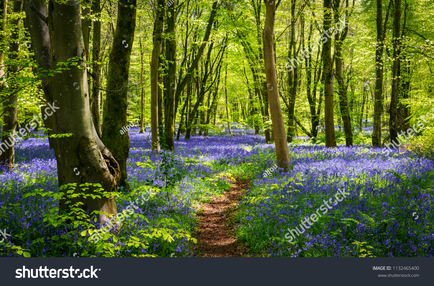 Sun streams through bluebell woods with deep blue purple flowers under a bright green beech canopy #1132465400