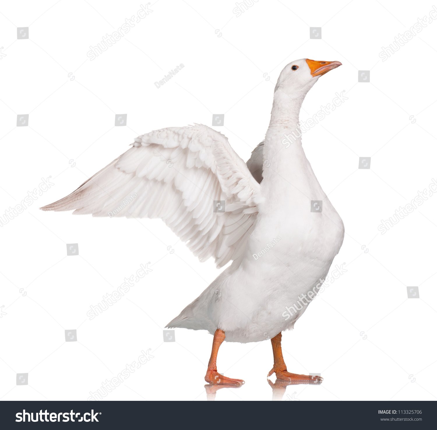 White domestic goose isolated on white background #113325706
