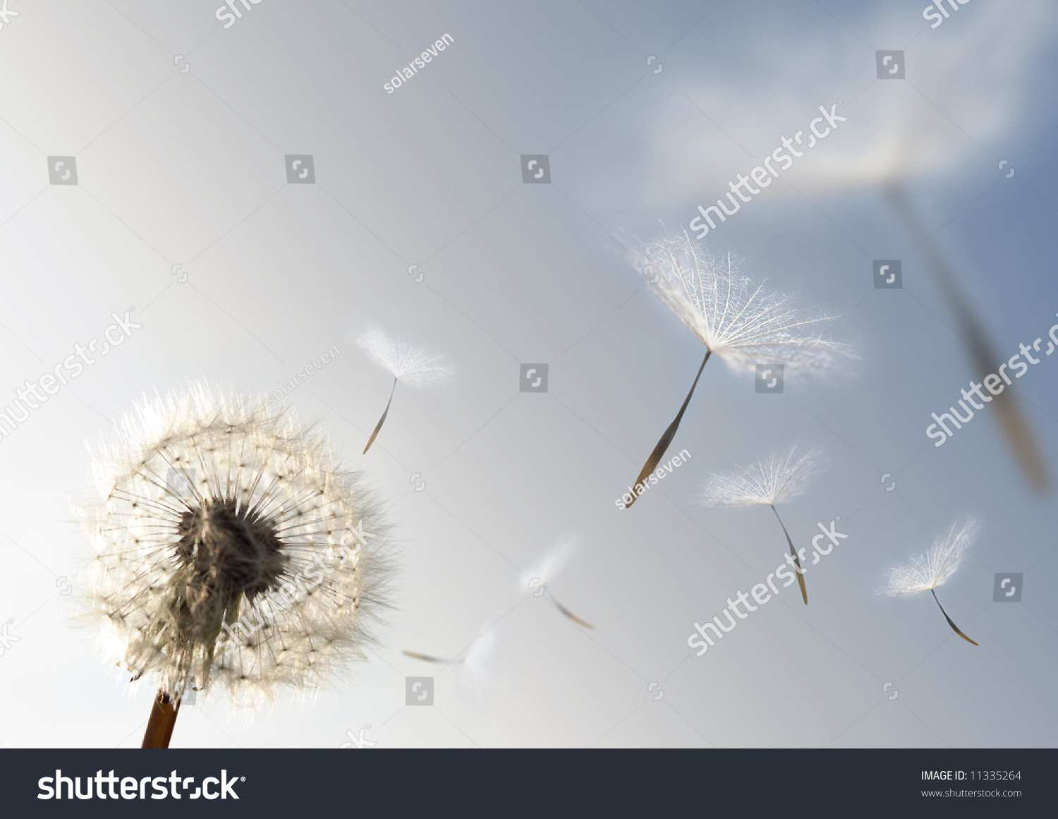 A Dandelion blowing seeds in the wind. #11335264