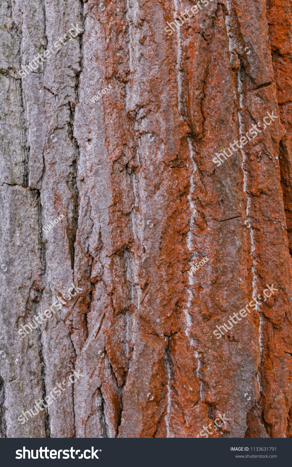 Brown and grey tree bark #1133631791