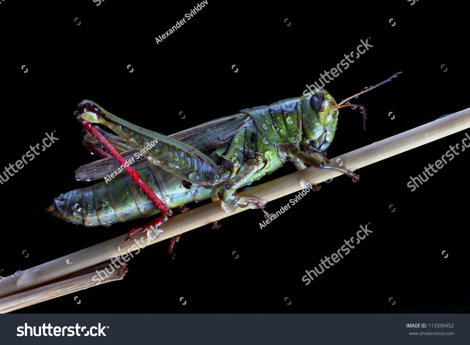 Closeup view of grasshopper with water drops isolated on black background #113390452