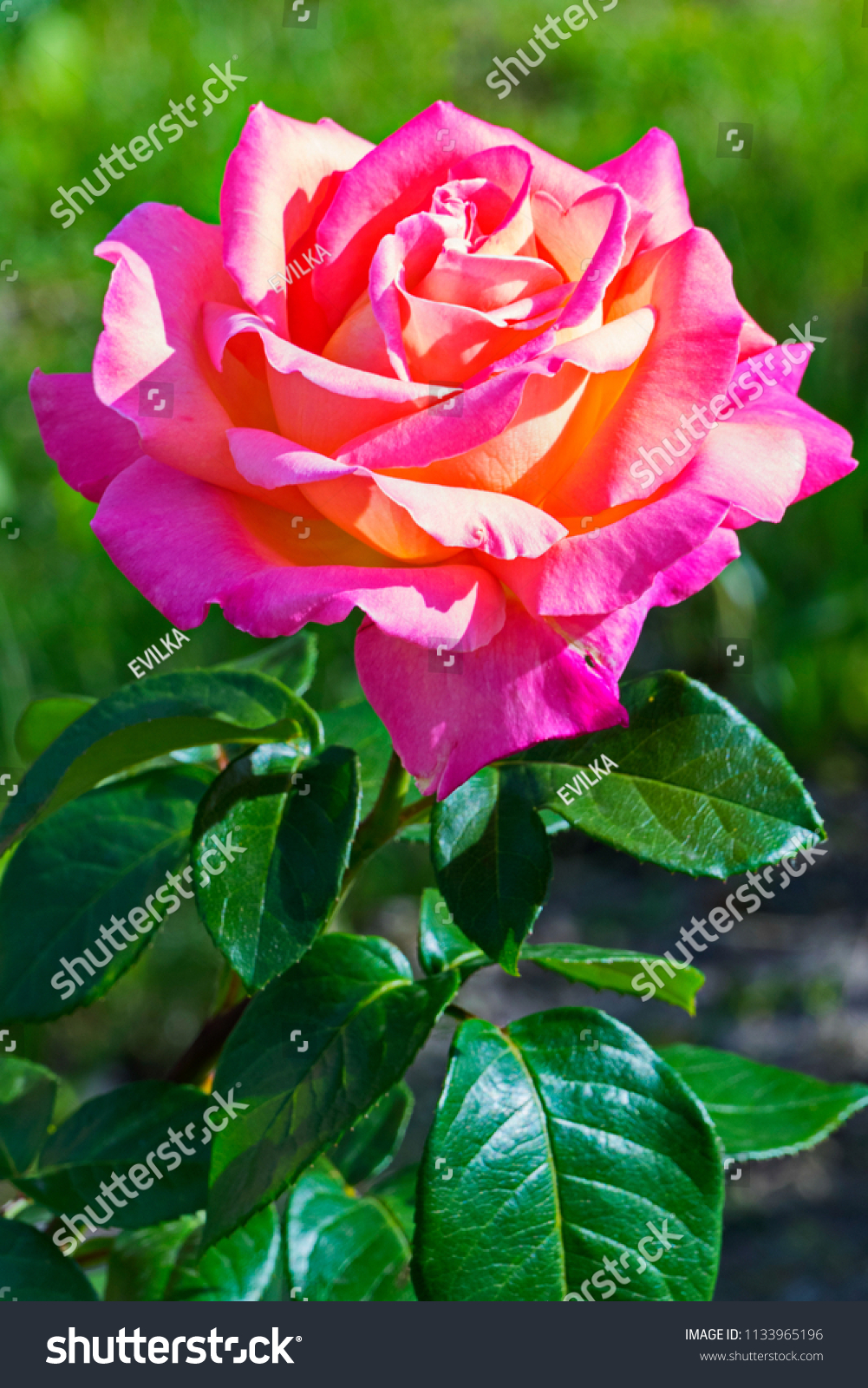 a bright lush rose with lush green leaves and tender petals #1133965196