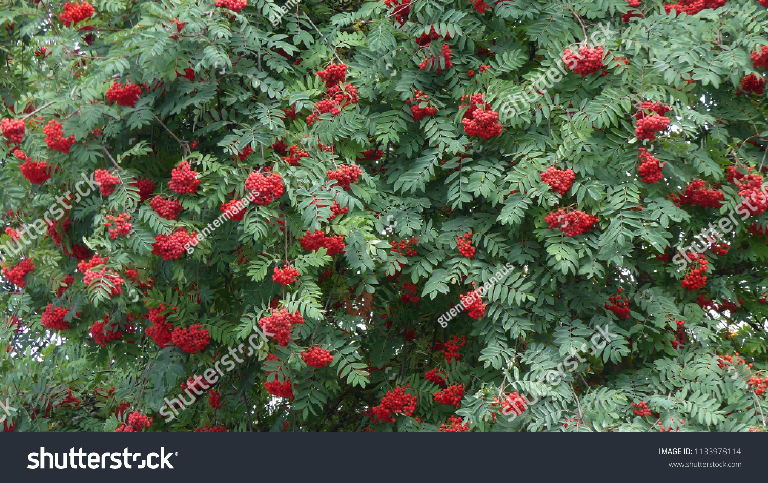 Sorbus aucuparia, commonly called rowan and mountain-ash, is a species of deciduous tree or shrub in the rose family. #1133978114