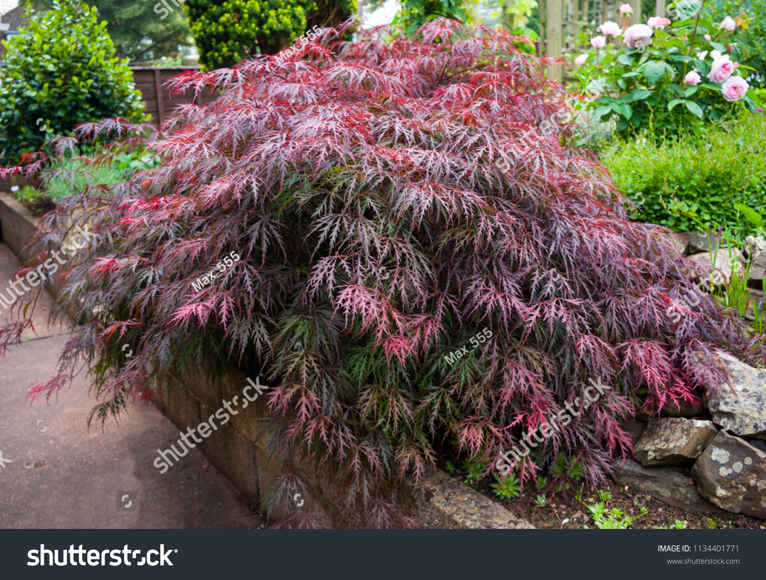Red foliage of the weeping Laceleaf Japanese Maple tree (Acer palmatum) in garden #1134401771