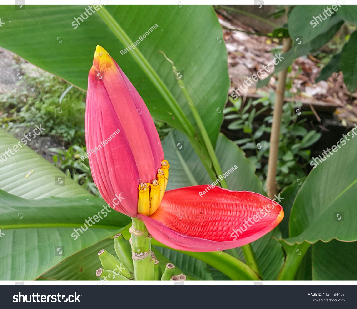 Banana blossom(Musa paradisiaca L.var.sapientum - Royalty Free Stock ...