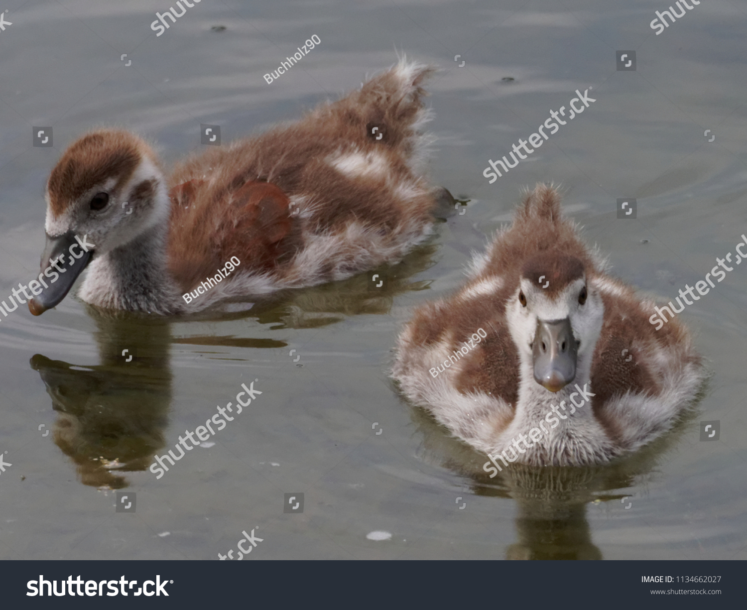 little offspring goose #1134662027