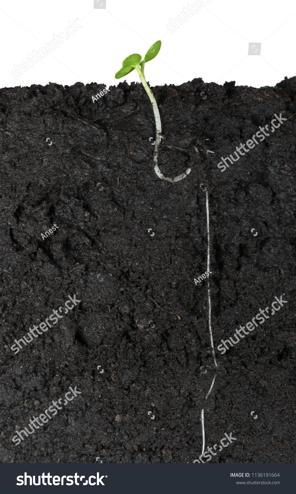 In field sectional view of young green cabbage sprout with long root underground isolated on white
 #1136191664