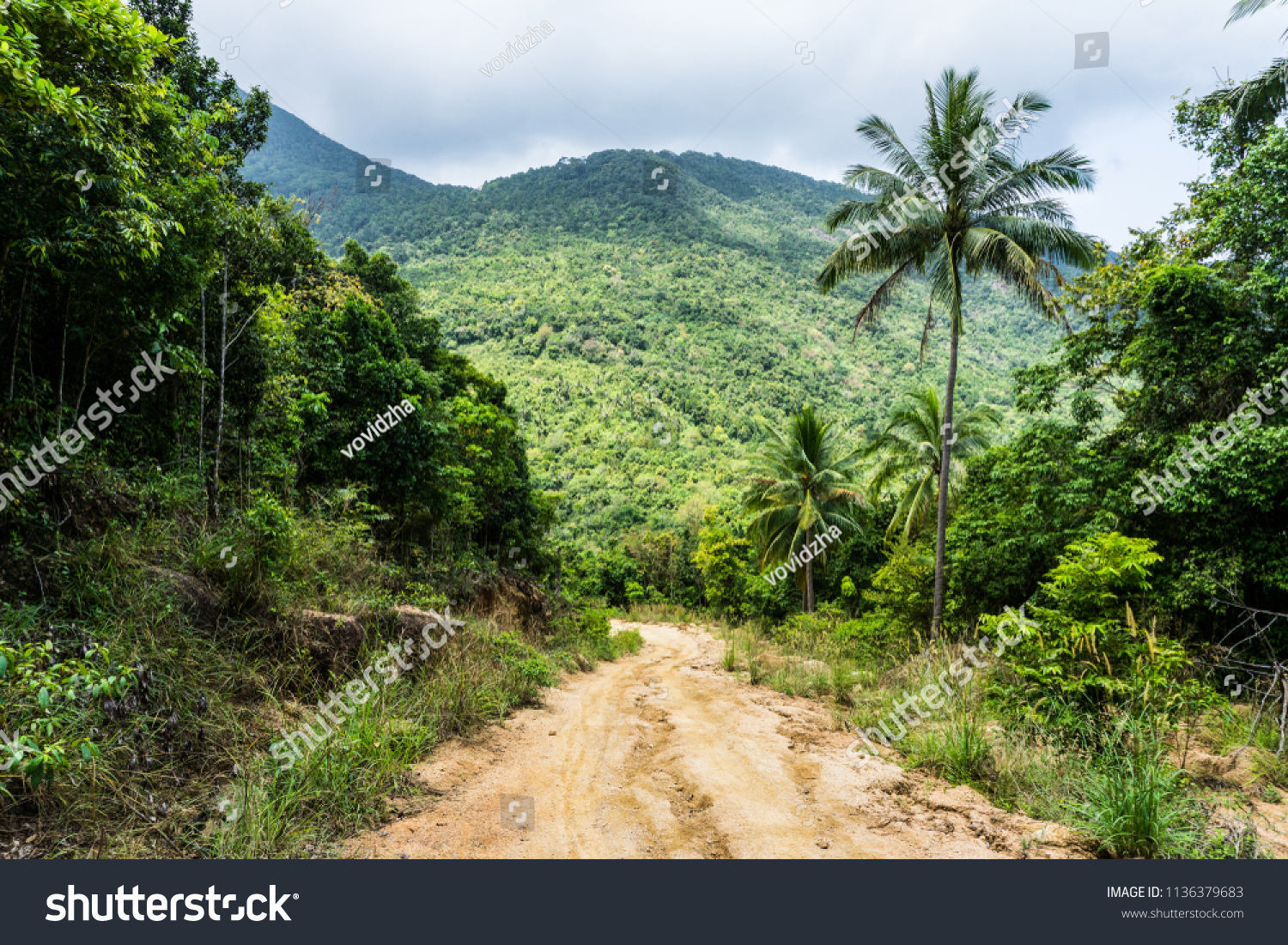 A dirt road down among the jungle and palm trees on a tropical island in clear weather #1136379683