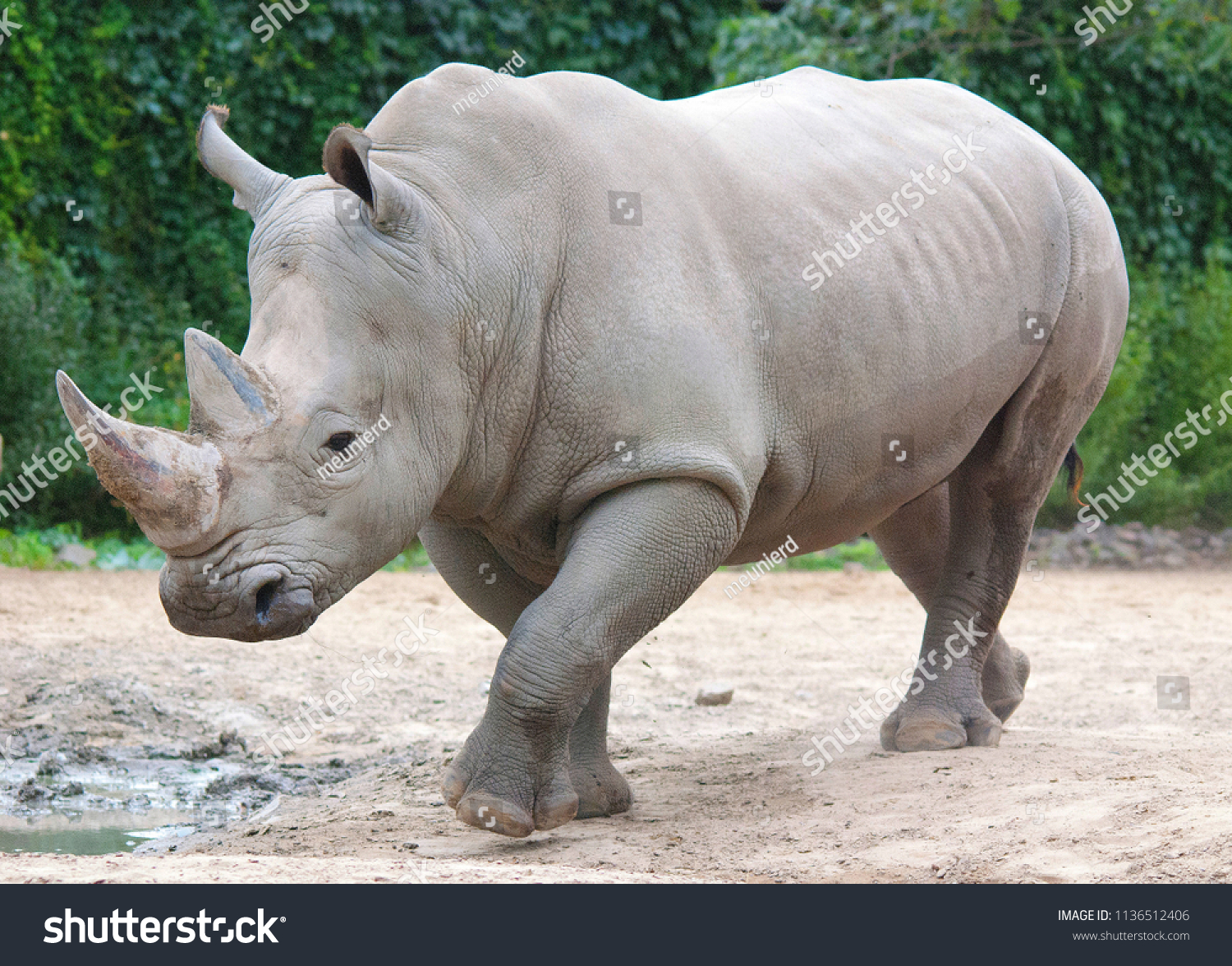 The white rhinoceros or square-lipped rhinoceros is the largest extant species of rhinoceros.  It has a wide mouth used for grazing and is the most social of all rhino species #1136512406