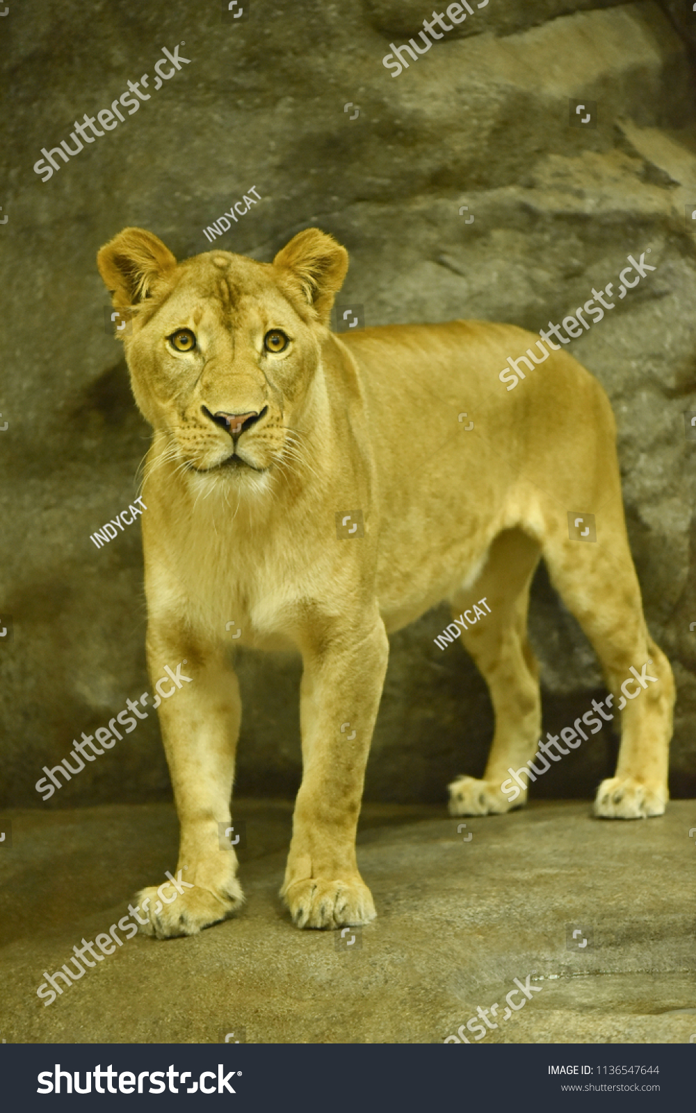 Close-up shot of roaring lion #1136547644