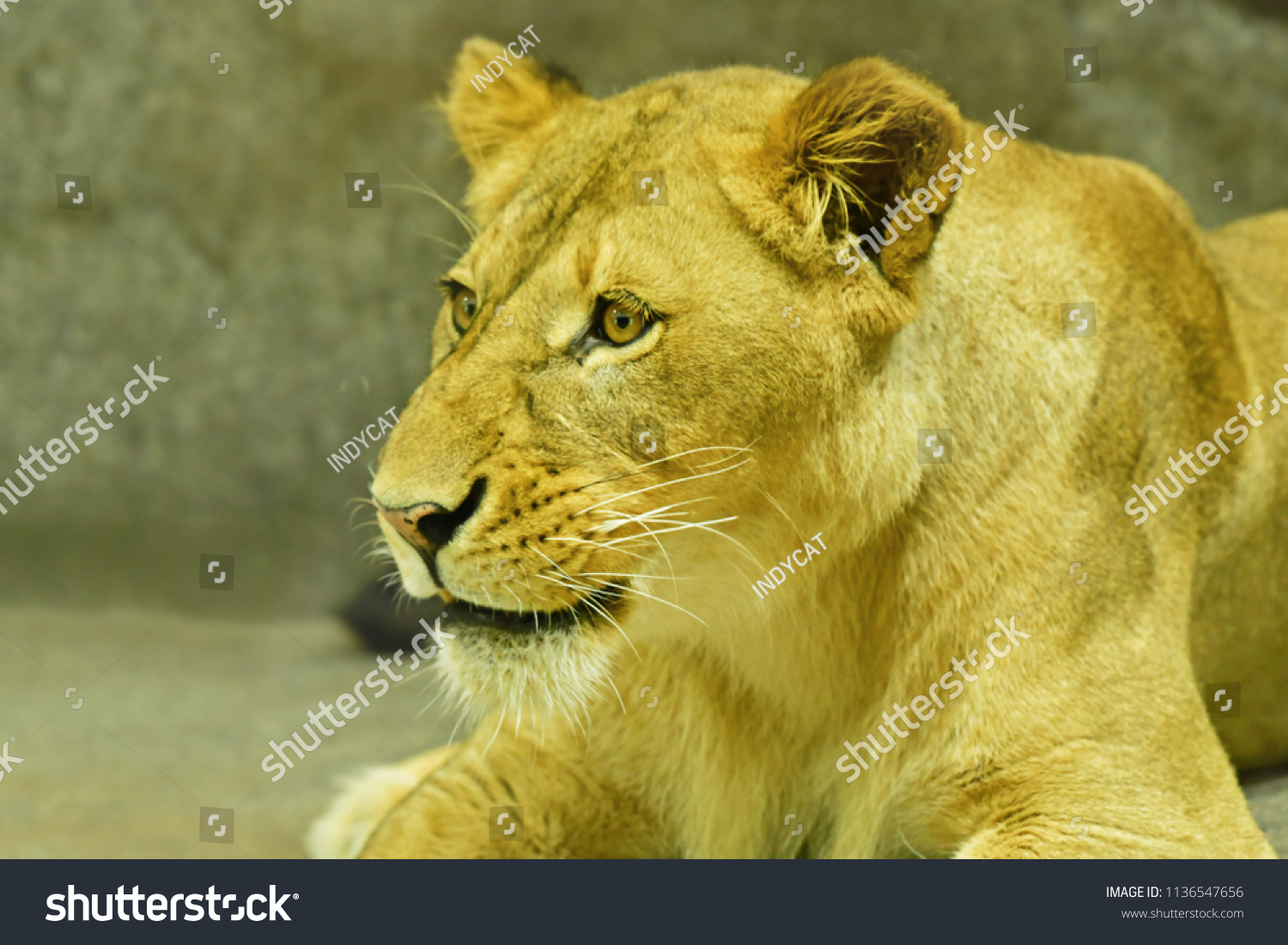 Close-up shot of roaring lion #1136547656