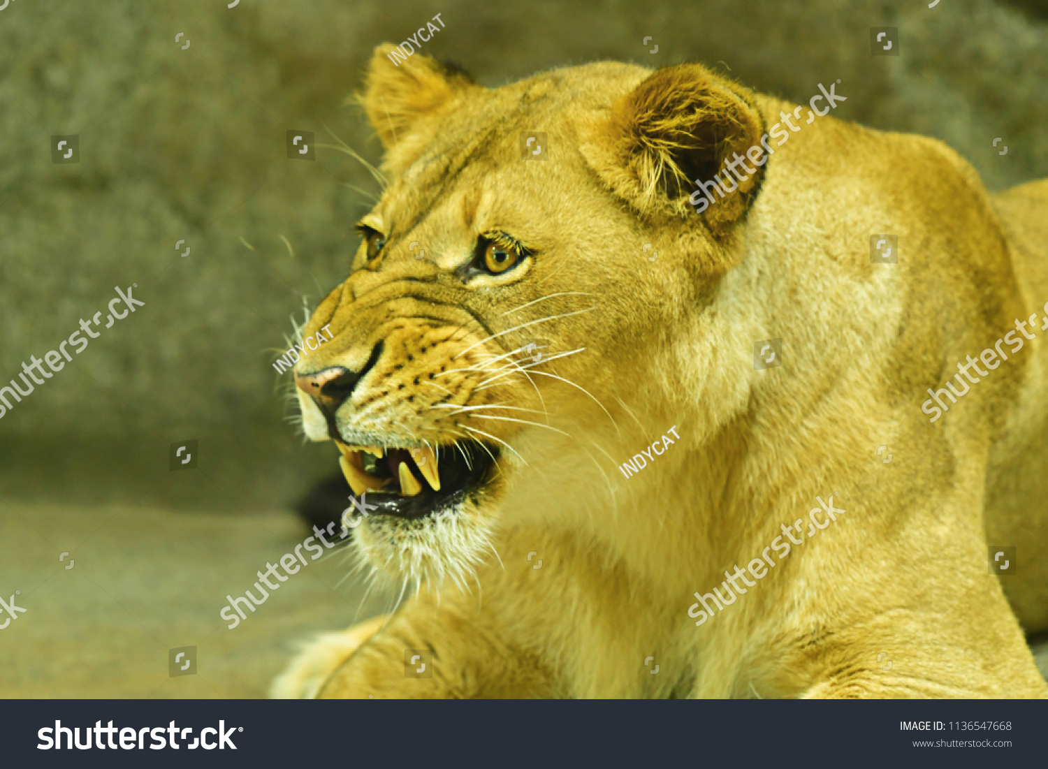 Close-up shot of roaring lion #1136547668