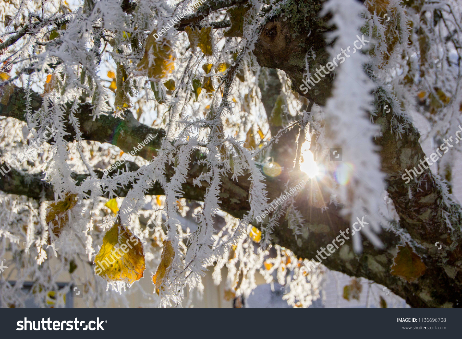 Detail of a frozen twig outdoors, signalizing winter will come soon with frosty twigs and branches covered with tiny and little spikes, creating a gray and cold atmosphere #1136696708