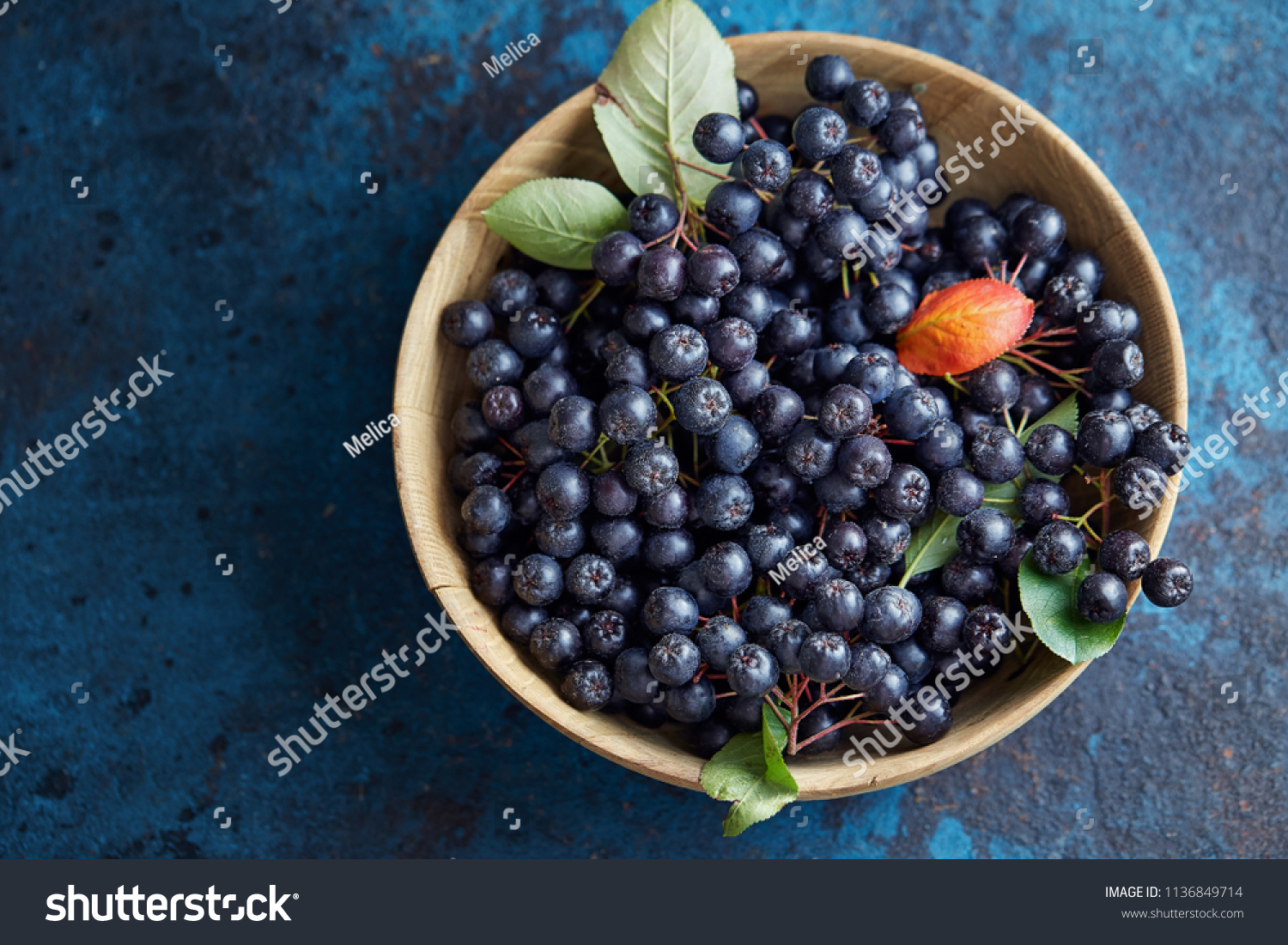 Bowl with freshly picked homegrown aronia berries. Aronia, commonly known as the chokeberry, with leaves #1136849714
