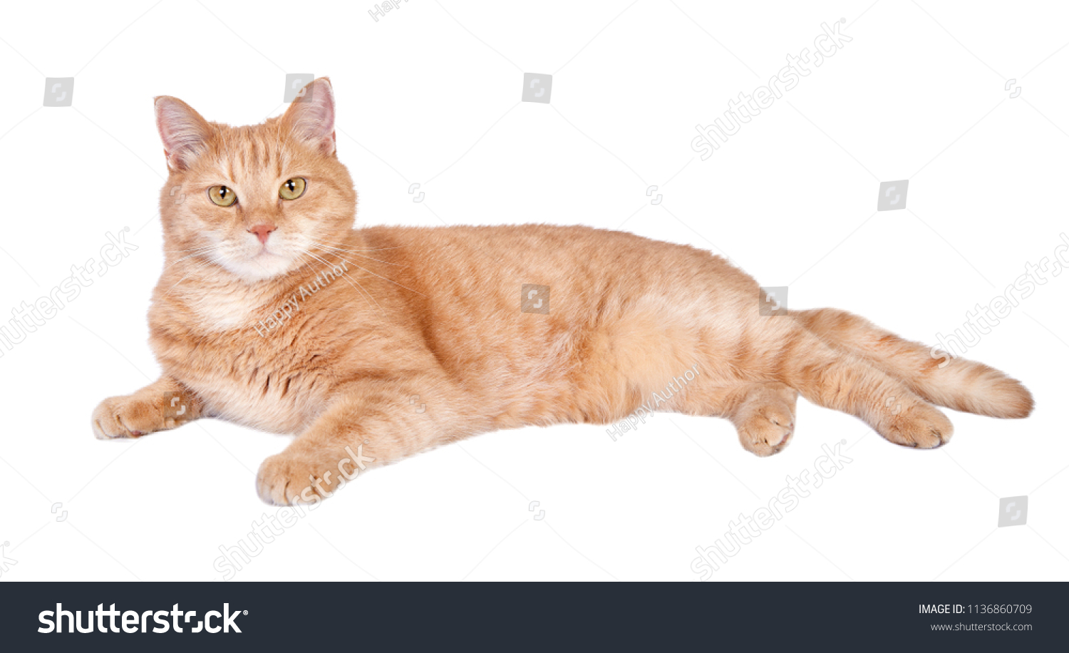 
Lying tabby ginger cat isolated on white background.  #1136860709
