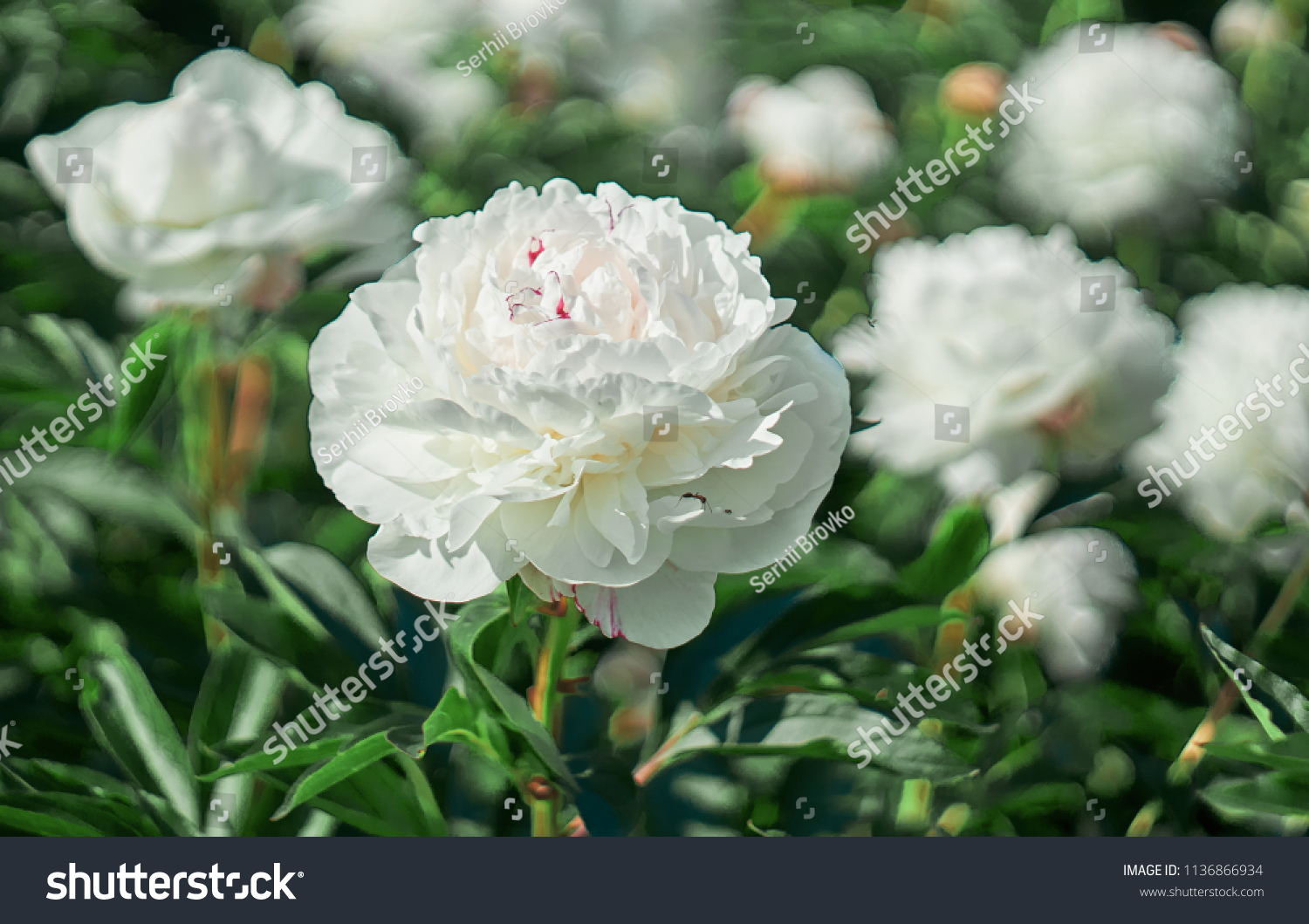 White flower peony flowering on background white peonies flowers. Nature.           #1136866934