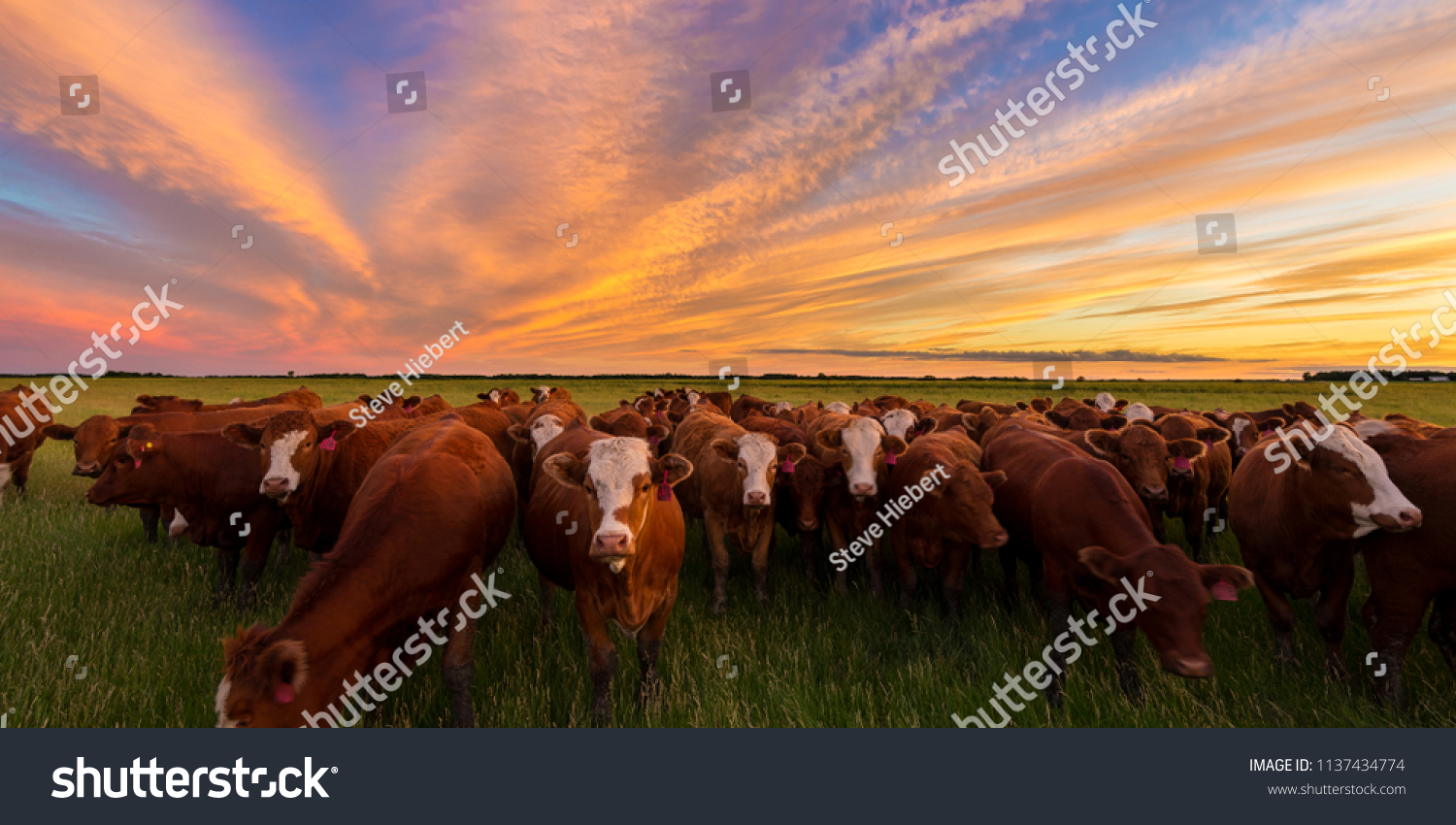 Cattle grazing in the pasture at sunset in the country. #1137434774