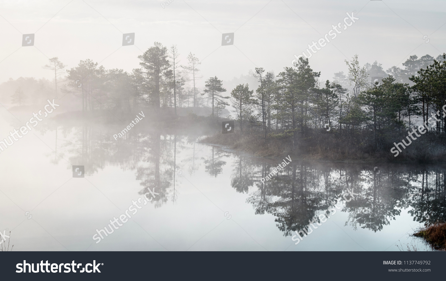 Mysterious forest at foggy morning in swamp area in Kemeri National Park, Latvia #1137749792