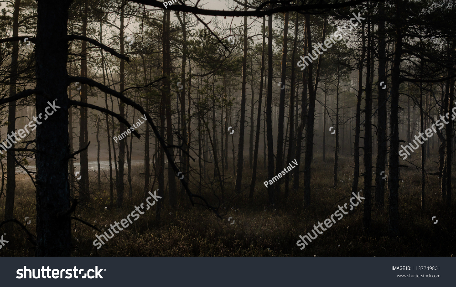 Mysterious forest at foggy morning in swamp area in Kemeri National Park, Latvia #1137749801
