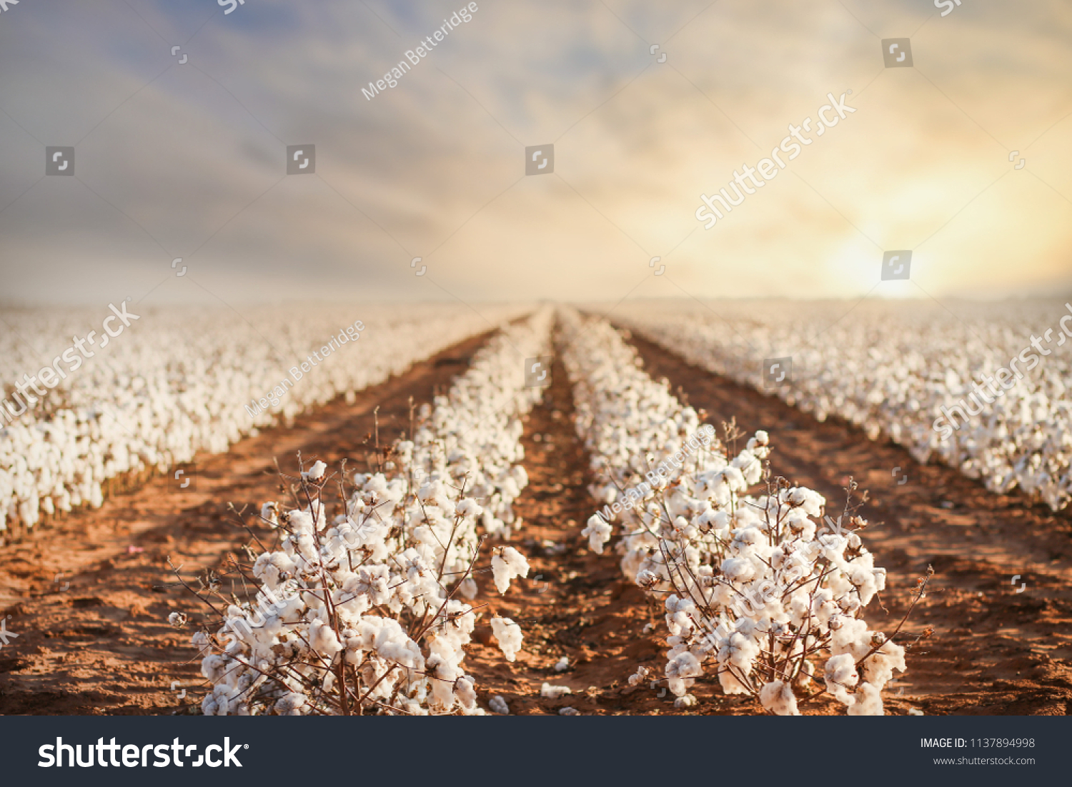 Cotton field in West Texas #1137894998